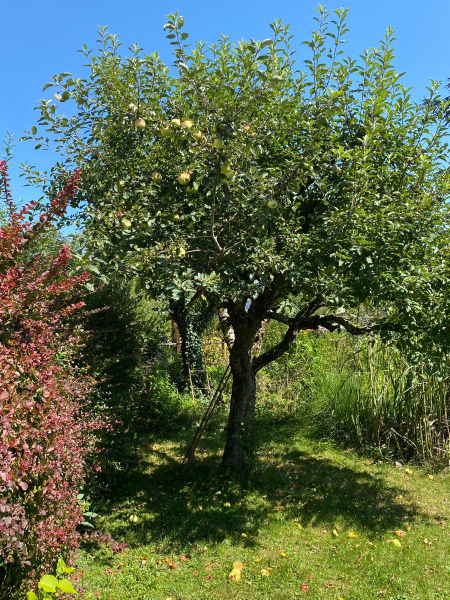 Big Apartment With Garden Klagenfurt am Woerthersee Zewnętrze zdjęcie